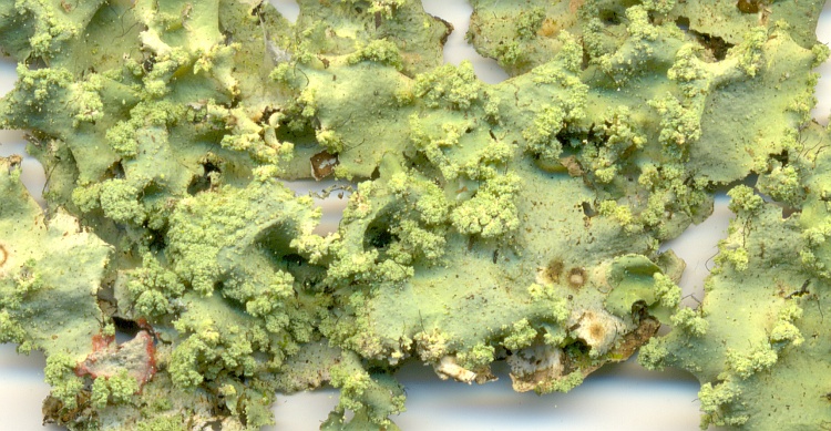 Parmotrema sorediosulphuratum from Brazil, Paraná, Guaraqueçaba leg. C.G. Donha 1808 (UPCB)